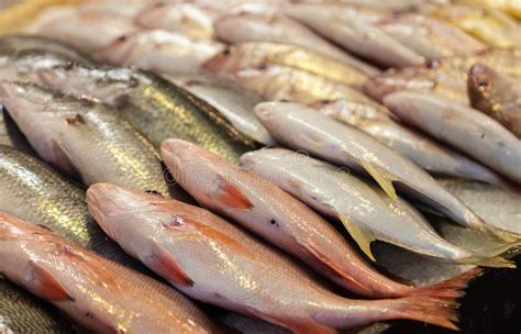 Fresh Fish Singapore .